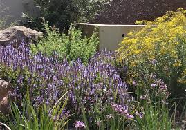 Image result for Coleus neochilus