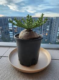 Image result for Euphorbia fanshawei