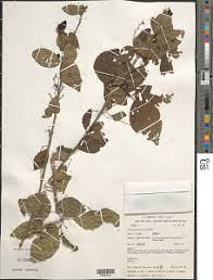 Image result for Acalypha caperonioides