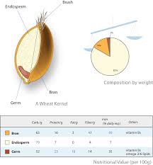 Inti endosperma yang triploid c. Endosperma Wikipedia Bahasa Indonesia Ensiklopedia Bebas