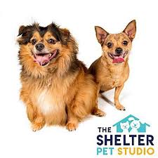 Petfinder has helped more than 25 million pets find their families through adoption. Akron Oh Chihuahua Meet Trixie A Pet For Adoption Pet Adoption Chihuahua Chihuahuas For Adoption