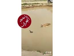 شاهد كيف تمكنت بطة من مخادعة نمر أراد افتراسها سناب شات عاجل البحرين bahrain3ajil اشترك مع أسرع خدمة لدى عاجل البحرين برو instagram video instagram