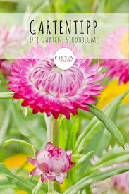 Garten Strohblume In 2020