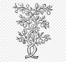 With over 38 types of fruit trees, 25 types of blueberries, 6 types of raspberries plus so much more, you are sure to find. Plants Climbers Vines Black And Fruit Tree Black And White Clipart 4613965 Pikpng