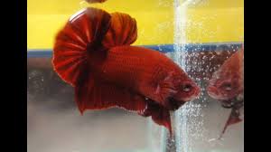 Find betta in fish for rehoming | buy or sell fish or aquariums in barrie. Muzykatip24 The Comeback Chimera Line Hmpk