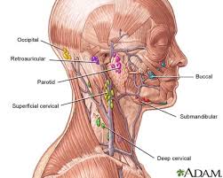 Cervical Lymph Nodes Free Wallpaper For Desktop