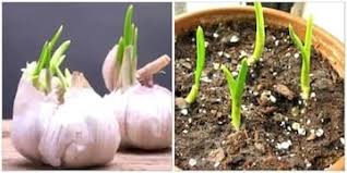 15 Fruits Legumes Que Vous Pouvez Faire Repousser Chez Vous A L Infini Fruits Et Legumes Repousser Les Legumes Potager Domestique