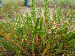 Image result for Sarcocornia perennis