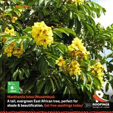 Image result for Markhamia lutea