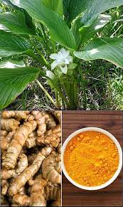 View all information about short sale listings in your area. Planting And Growing Guide For Turmeric Tumeric Curcuma Longa Learn To Grow Turmeric Tumeric In Your Home Turmeric Plant Ginger Plant Medicinal Plants