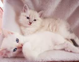 The neva masquerade cat is a pointed variety of the siberian cat, meaning it has points of color on the face and paws. The Personality And Temperament To Expect From A Neva Masquerade Neva Breeder