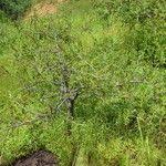 Image result for Lannea humilis