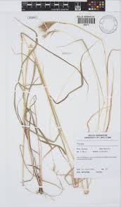 Image result for Brachyachne patentiflora