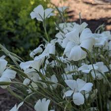 Image result for Agrostemma