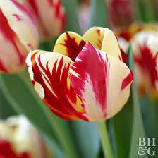 Top Tulips That Come Back Every Year Tulips Images Flowers Tulips Garden