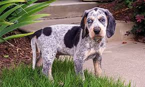 Outreach locations across the metro area also. Blue Tick Hound Adoption Online Off 73