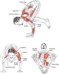 Crow Kakasana Yoga Anatomy Yoga Asanas Yoga Inspiration