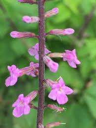 Image result for Priva flabelliformis