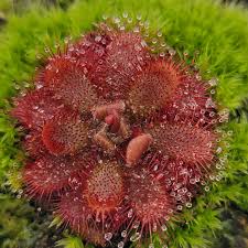 Image result for Drosera burkeana