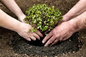 Image result for plant a tree