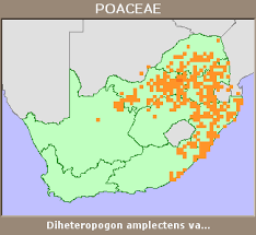 Image result for Diheteropogon amplectens