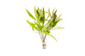 Image result for Hygrophila spiciformis