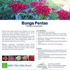 It is known for its wide use as a garden plant where it often accompanies butterfly gardens. Erista Garden Ternyata Bunga Pentas Pentas Lanceolata Facebook