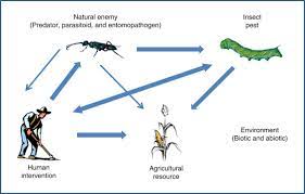 There are three basic types of biological pest control strategies: Biological Pest Control An Overview Sciencedirect Topics