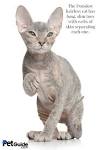 Donskoy sphynx cats - hairless cats