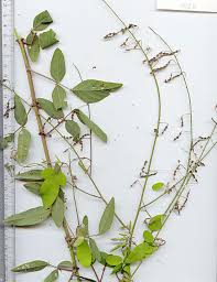 Image result for Desmodium