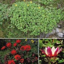 Image result for Hirpicium gazanioides