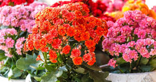 Image result for Kalanchoe