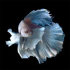 If a fish is swimming in a dirty tank and it gets sick, do you take it to the vet and amputate the fin? Quotes About Fighting Fish 32 Quotes