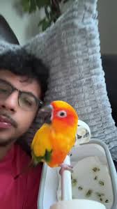 What Happens If You Touch A Birds Wings