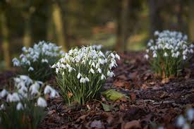 Our aim is to multiply all our snowdrops that prove. Gardening 101 Snowdrops Gardenista
