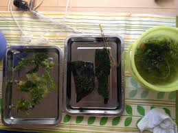 たわいもない暇人のブログ 今日も１週間に一度の水槽掃除をおこないました カボンバ除去