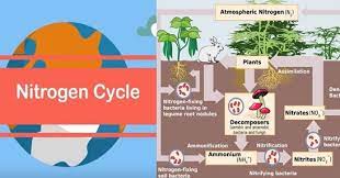 We did not find results for: Proses Daur Nitrogen Beserta Skema Dan Tahapannya