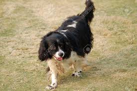 Bernese was known as a working dog on swiss farms. Black And White Long Haired Dog Stock Photo Picture And Royalty Free Image Image 13113635