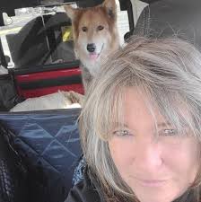 I'm off to the film the real genuine BlueBay Shepherds owned by Vicky  Spencer. Excited?! I am! 🥳🐺 American Blue Bay Shepherds #bluebayshepherd