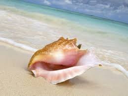 Colección de martha moreno • última actualización hace 10 días. Caracoles De Mar Home Facebook