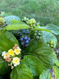 Image result for Lantana nivea