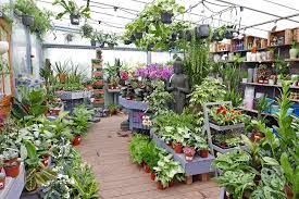 The Boma Garden Centre Kentish Town Plants Garden Center Displays Garden Center