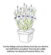 Because of its mediterranean origin, lavender loves blazing hot sun and dry soil. How To Prune Lavender Garden Gate