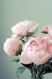 Can T Go Wrong With Light Pink Peonies Pretty Flowers Flowers Beautiful Flowers