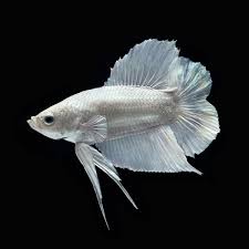 Official Selection Anh Ho Betta Aquarium Betta Fish Beautiful Fish