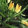 Do not wash the zucchini until just before you are ready to use it. 3