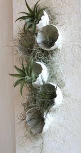 Diy Pflanzenbild Mit Betonschalen Und Tillandsien In 2020 Diy Plants Plant Decor Diy Concrete Planters
