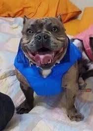 The american bully does have pit bull genes in its original genetic code, but other bull dog breeds were also the american bully features favored bully traits, such as a wide front, heavy bones, a. American Bully Merle Bullydex