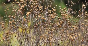 Image result for Vernonia kirkii