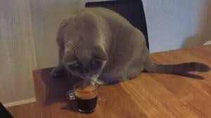 Search, discover and share your favorite cat coffee gifs. Gif Cat Shit Coffee Animated Gif On Gifer